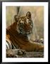 Bengal Tiger, Female Resting, Madhya Pradesh, India by Elliott Neep Limited Edition Print