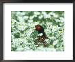 Pheasant, Male In Mayweed, Uk by Mark Hamblin Limited Edition Print