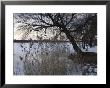 Trees With Snow At Lakeside, Copenhagen, Denmark by Brimberg & Coulson Limited Edition Print