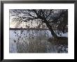 Trees With Snow At Lakeside, Copenhagen, Denmark by Brimberg & Coulson Limited Edition Print