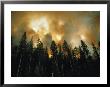 Lodgepole Pines Against A Background Of Fire by Jonathan Blair Limited Edition Print