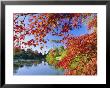 Sheffield Park Garden, The Middle Lake Framed By Scarlet Acer Leaves, Autumn, East Sussex, England by Ruth Tomlinson Limited Edition Print