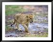 Lion Cub Walking In The Bush, Maasai Mara, Kenya by Joe Restuccia Iii Limited Edition Print