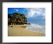 Cabbage Trees And Beach, Rainbow Beach, Queensland, Australia by Holger Leue Limited Edition Print