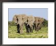 African Elephant, Bulls Walking In Line, Etosha National Park, Namibia by Tony Heald Limited Edition Print