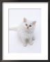 Domestic Cat, Odd-Eyed White Persian-Cross Kitten Looking Up by Jane Burton Limited Edition Print