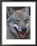 Grey Wolf Portrait, Czech Republic by Niall Benvie Limited Edition Pricing Art Print