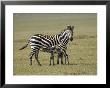 Grant's Zebra Nursing, Ngorongoro Crater, Tanzania by James Hager Limited Edition Print