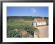 Vineyards On Route Des Grands Crus, Nuits St. Georges, Dijon, Burgundy, France by Geoff Renner Limited Edition Print