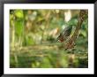 A Green Heron Perched On A Branch by Roy Toft Limited Edition Print