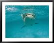A Tiger Shark Swims In The Ocean by Bill Curtsinger Limited Edition Print