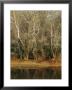 Bare Sycamore Trees Along The Cape Fear River by Raymond Gehman Limited Edition Print