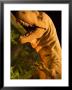 Royal Tyrrell Museum Of Palaeontology, Drumheller, Alberta, Canada by Walter Bibikow Limited Edition Print