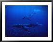 Humpback Whale, Mother And Calf, Polynesia by Gerard Soury Limited Edition Print