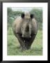 White Rhinoceros (Rhino), Ceratotherium Simum, Mkuze Nature Reserve, Kwazulu-Natal, South Africa by Ann & Steve Toon Limited Edition Print