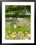 Boat In The Shade Of A Tree With Hemerocallis In The Foreground, Worcester by Mark Bolton Limited Edition Print