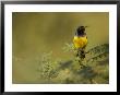 A Colorful African Sunbird Perched On An Acacia Tree by Roy Toft Limited Edition Print