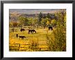 Horses Grazing In The Late Afternoon On The Home Ranch, Colorado by Michael S. Lewis Limited Edition Pricing Art Print