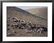 Sheep In The Judean Desert Outside Jerusalem, Israel by Richard Nowitz Limited Edition Print