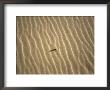 Beetle In Sand, Morocco by Michael Brown Limited Edition Print