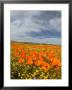 Road Through Poppies, Antelope Valley, California, Usa by Terry Eggers Limited Edition Print