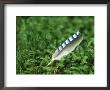 Jay Feather In Moss by Iain Sarjeant Limited Edition Print