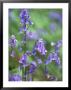 Bluebell, Shropshire, Uk by Ben Osborne Limited Edition Pricing Art Print