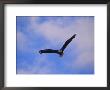 Bald Eagle In Flight by Norbert Rosing Limited Edition Print