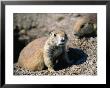 A Black-Tailed Prairie Dog - Badlands National Park, South Dakota, Usa by John Elk Iii Limited Edition Print