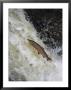 Atlantic Salmon, Cock Salmon With Changing Colour, Scotland by Keith Ringland Limited Edition Print