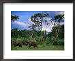Two Bull Elephants (Loxodonta Africana), Hwange National Park, Zimbabwe by Ariadne Van Zandbergen Limited Edition Print