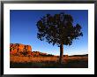 Pine Tree In Barren Land, New Mexico by Brimberg & Coulson Limited Edition Print