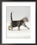 Domestic Cat, 3-Week, Silver Tabby Male Kitten by Jane Burton Limited Edition Pricing Art Print