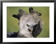 A Harpy Eagle Portrait by Ed George Limited Edition Print