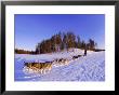 Driving A Dogsled With A Team Of 8 Siberian Huskies, Karelia, Finland, Europe by Louise Murray Limited Edition Print