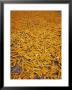 Corn Cobs Ripening On The Ground, Ilocos Sur, Philippines by John Pennock Limited Edition Print