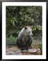 A Grizzly Bear Sow Sitting On A Decaying Log by Tom Murphy Limited Edition Print