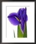 Iris (Blue Magic) Close-Up Of Opening Flower Out Of White Background by Susie Mccaffrey Limited Edition Print