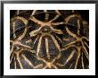 Indian Star Tortoise At The Sunset Zoo, Kansas by Joel Sartore Limited Edition Print