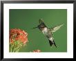 Ruby-Throated Hummingbird In Flight Feeding On Kalanchoe Flower, New Braunfels, Texas, Usa by Rolf Nussbaumer Limited Edition Print