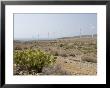 Wind Farm In Southern Tenerife, With Prickly Pear Cactus (Opuntia) In Foreground by Martin Page Limited Edition Print