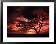 Silhouetted Tree At Sunset, Maui, Hawaii by Mick Roessler Limited Edition Print