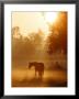 A Horse Stands In A Meadow In Early Morning Fog In Langenhagen Germany, Oct 17, 2006 by Kai-Uwe Knoth Limited Edition Print