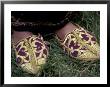 Girl's Embroidered Babouches (Slippers), Morocco by John & Lisa Merrill Limited Edition Print