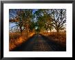 A Corrugated Dirt Road Through Farm Land In The Western District, Noorat, Victoria, Australia by John Hay Limited Edition Print