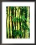 Bamboo, Sumatra by Mike Hill Limited Edition Print