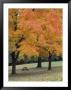 Picnic Table Under Autumn Trees by Charlie Borland Limited Edition Print