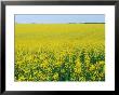 Field Of Brassica Napus (Rape) Seed, Bright Yellow Flowers by Mark Bolton Limited Edition Pricing Art Print