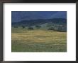 Scenic View Of A Field Of Wildflowers And Oak Trees In Cuyama Valley by Marc Moritsch Limited Edition Print