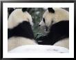 National Zoo Pandas Eating Bamboon In The Snow by Taylor S. Kennedy Limited Edition Print